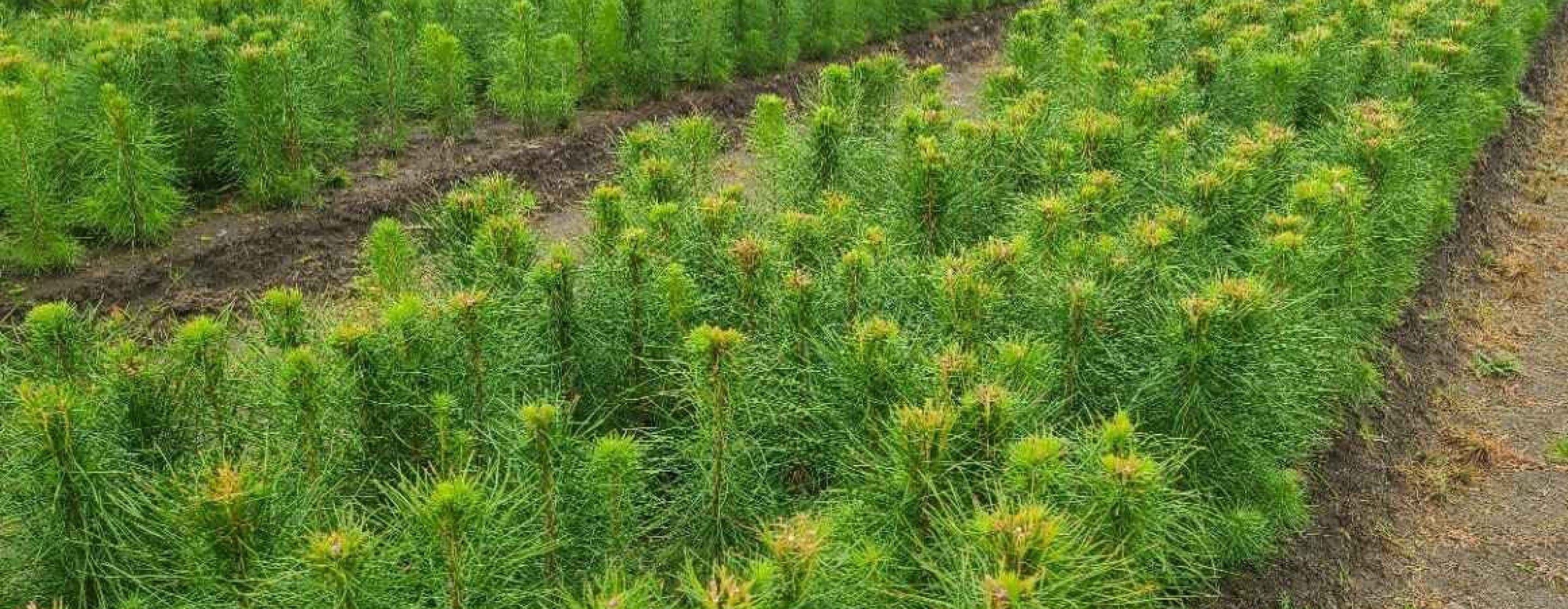 Rows of small tree plants on farmland