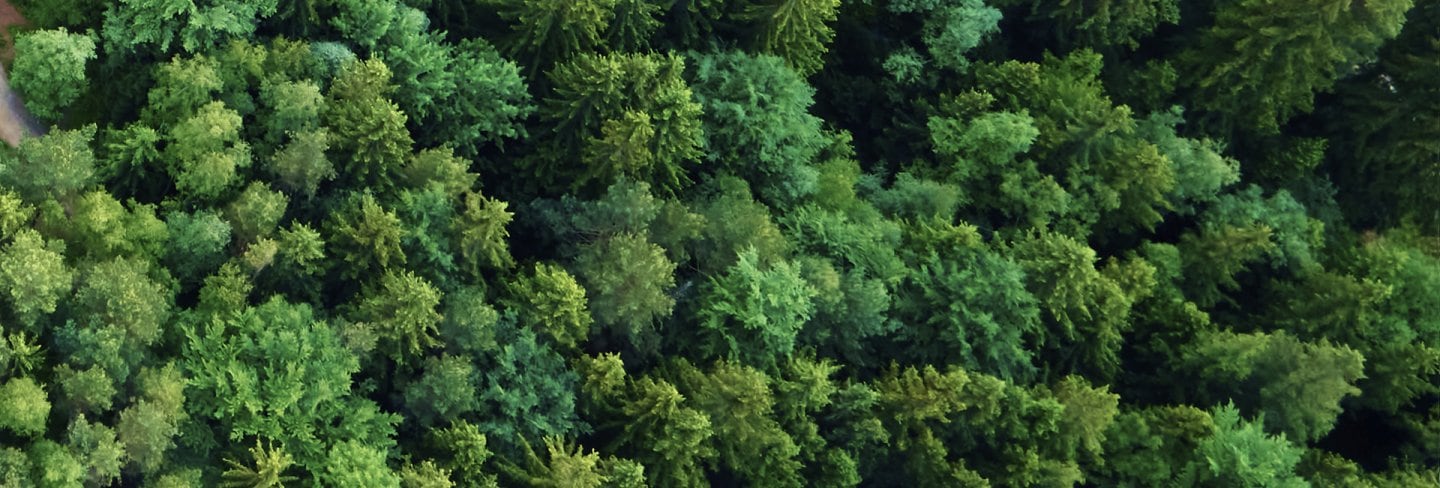 View over a green lush forest