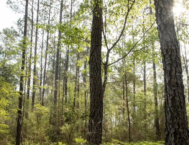 The role of Responsible Forest Management for the environment 